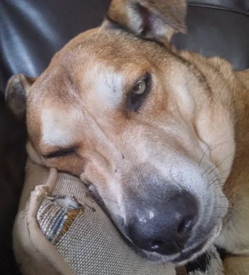 Ảnh troll buồn rũ phóng đại biểu cảm đơ trước lịch họp dày đặc.