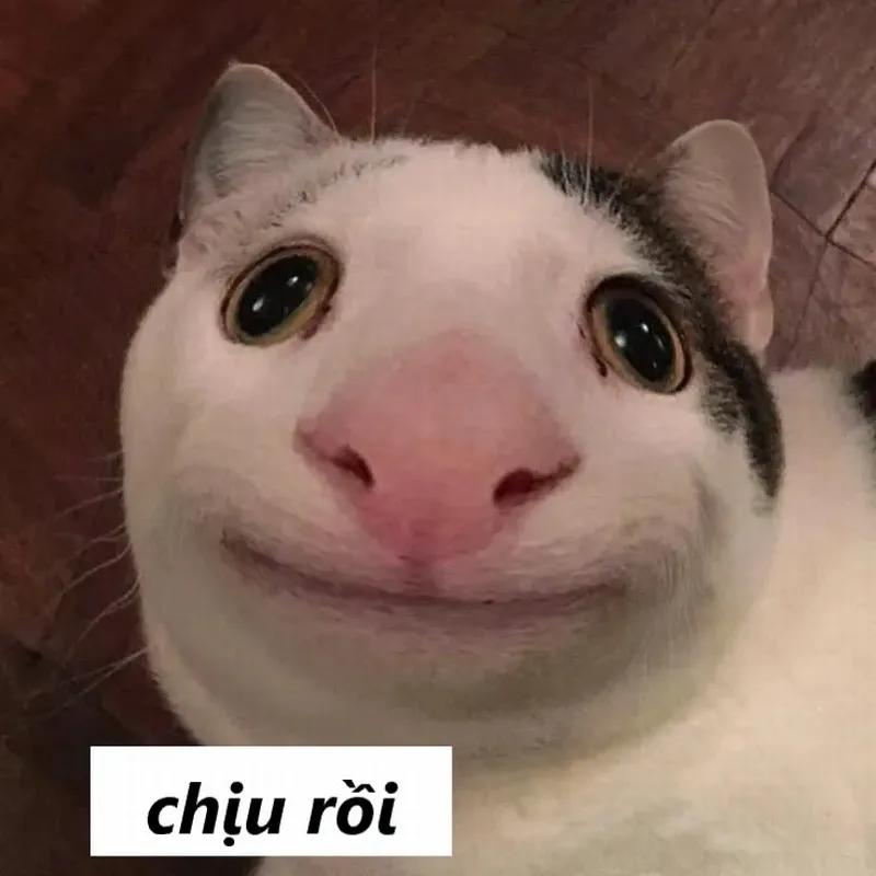 Meme mèo chịu đựng biểu lộ nét gượng gạo của người đang bất lực.