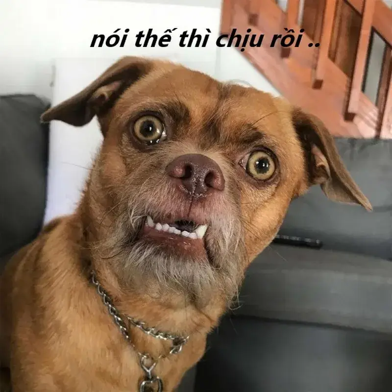 Ảnh chế chịu thua ghi lại khoảnh khắc buông xuôi cực hợp tâm trạng.