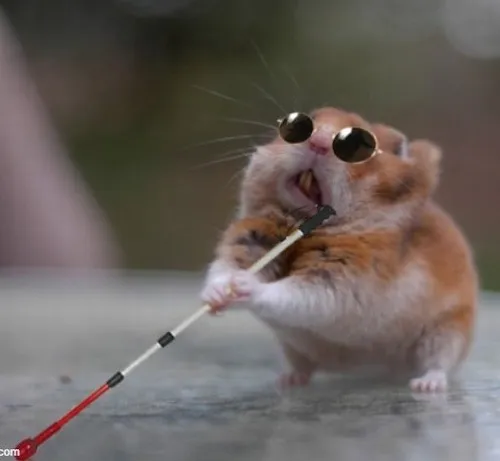 Meme chuột hamster bị mù mắt
