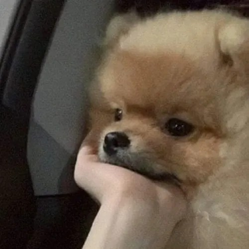 Meme chó chống cằm trầm ngẫm bắt trọn ánh nhìn xa và dáng ngồi hơi cúi rất thật