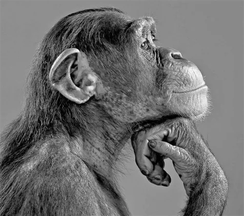 Hình khỉ chống cằm suy nghĩ phản ánh ánh mắt xa và nét trầm lửng rất đời thường