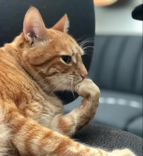 Meme mèo chống cằm ngẫm ngợi tạo không khí lơ đãng kéo dài giữa áp lực văn phòng