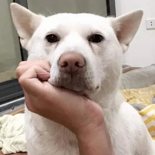 Ảnh chế chú chó tựa mặt thể hiện chất mệt ngấm trong khoảng nghỉ ngắn.