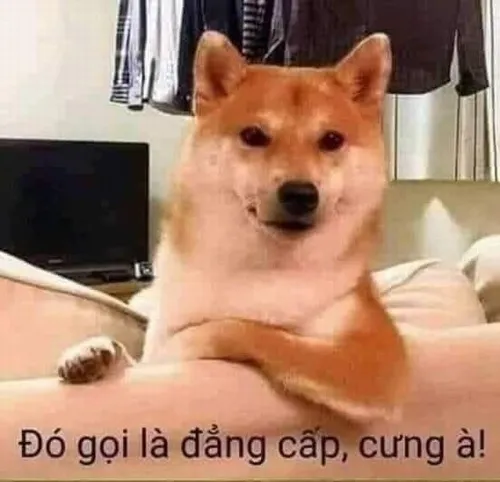 Ảnh meme khen quá đẳng cấp