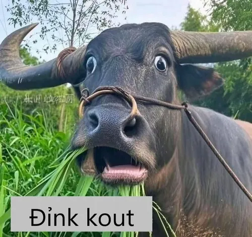 BST 55+ Meme Đỉnh Cao, Đỉnh Của Chóp hài phù hợp khen khả năng trình độ xuất thần