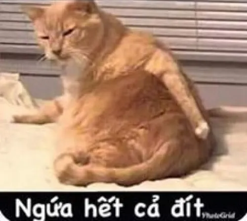 Ảnh chế gãi đít phản ứng cay nhẹ trước lời vô lý.