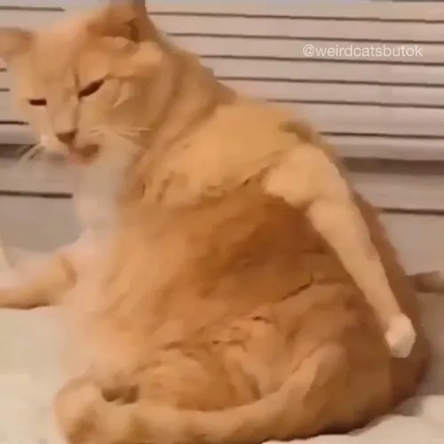 Ảnh meme mèo gãi mông dành cho clip đạo lý rởm.