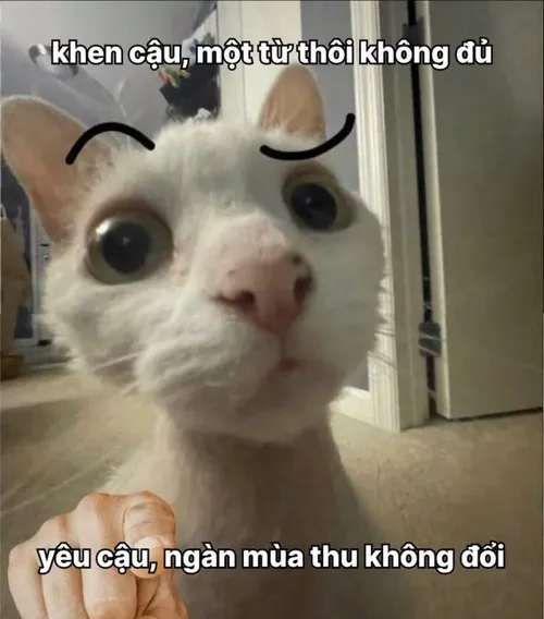 Hình meme hài crush ngại ngùng khi được hỏi thăm nhẹ