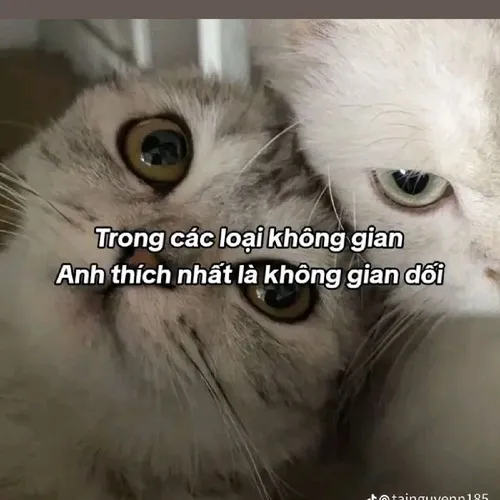 Hình chế meme vui người yêu hơi bối rối nhưng thích