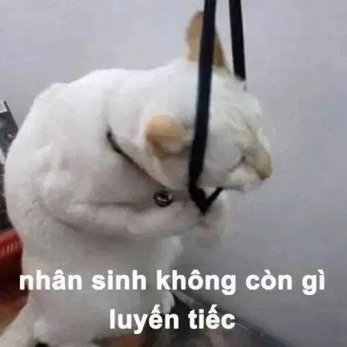 Meme hài gục ngã cho vibe tụt nhịp sống khiến ai cũng thấu
