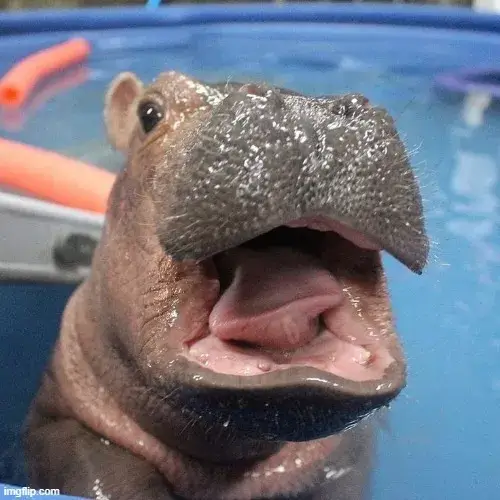 Meme hà mã há mồm đòi ăn vì đói bụng