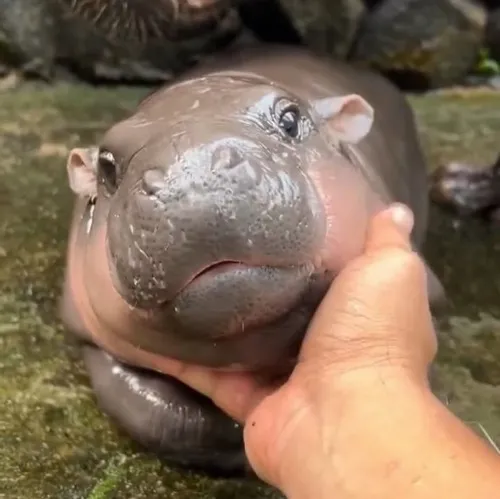 Meme reaction hà mã được group meme chia sẻ rần rần