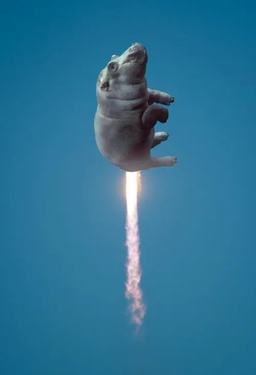 Hình meme hà mã trong zoo caption “mặt tui khi thấy crush”