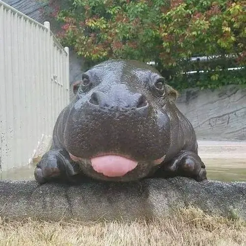 Meme hà mã mặt ngơ lan TikTok khiến ai cũng cười