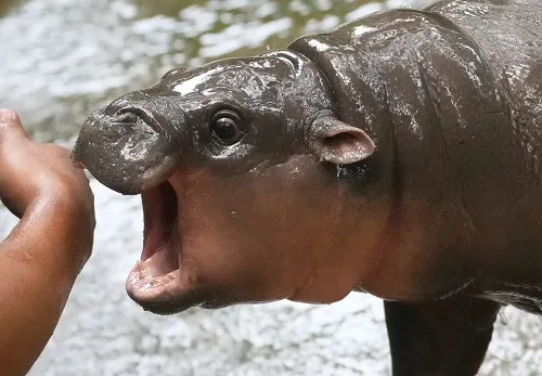 Meme chế hà mã nghi hoặc mặt tròn nhìn lên trời