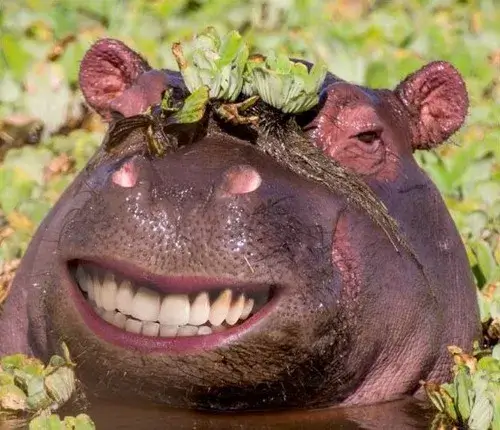 Meme hài hà mã với nụ cười há to siêu thật