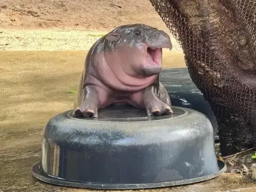 Ảnh chế hà mã con vui vẻ chill chill há mồm đòi ăn