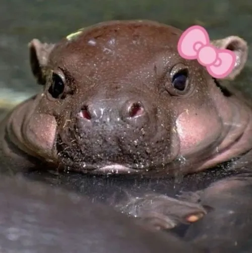 Meme chế hà mã há miệng như đang cười to