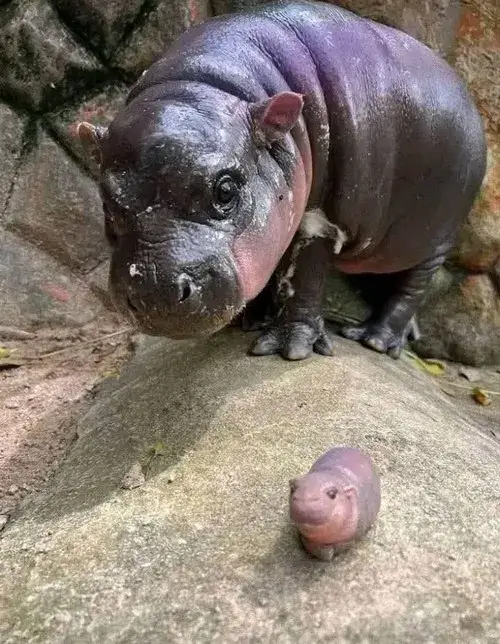 Ảnh meme vui dáng hà mã nằm phơi bụng lầy lội