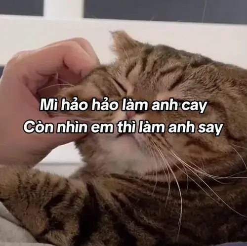 Meme chế cặp tình nhân trêu yêu giữ nhịp trò chuyện