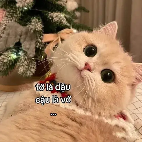 Hình meme hài người yêu giỡn hờn tinh nghịch rất đáng yêu