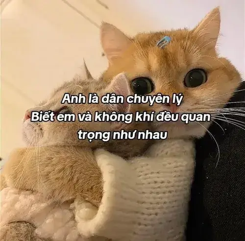 Những meme gửi tình nhân tăng tốc trò chuyện và tạo cảm giác gần gũi