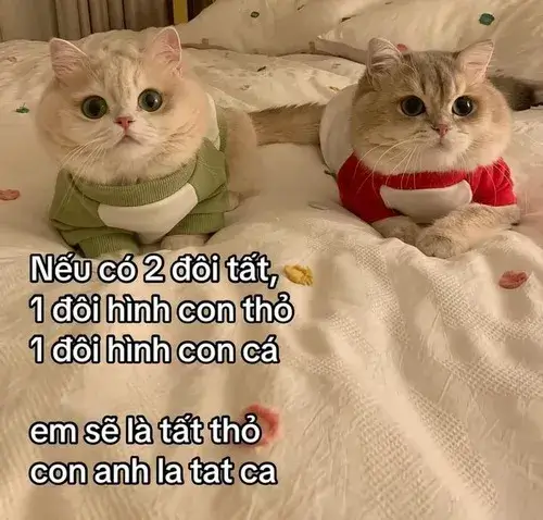 Tổng hợp meme gửi người thương để khơi đúng nhịp rung động ban đầu