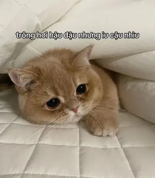 Ảnh meme vui cặp tình nhân chia khoảnh khắc đáng yêu