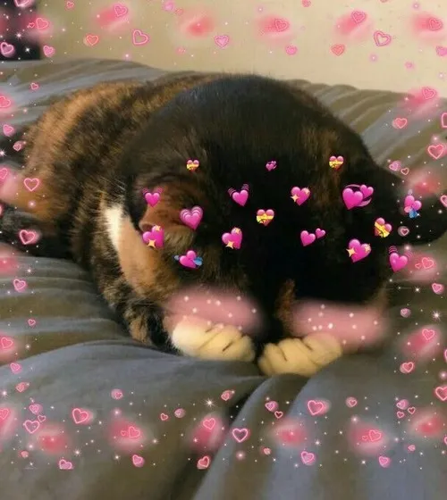 Meme mèo cảm xúc gợi ánh mắt long lanh và hơi ấm mái nhà