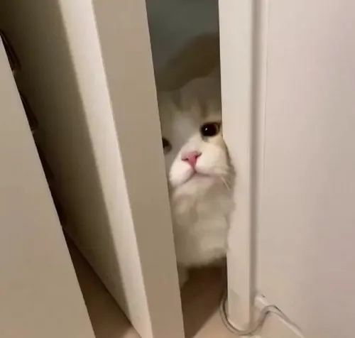 Meme hello dùng giọng vui nhẹ khiến lời chào trở nên ấm