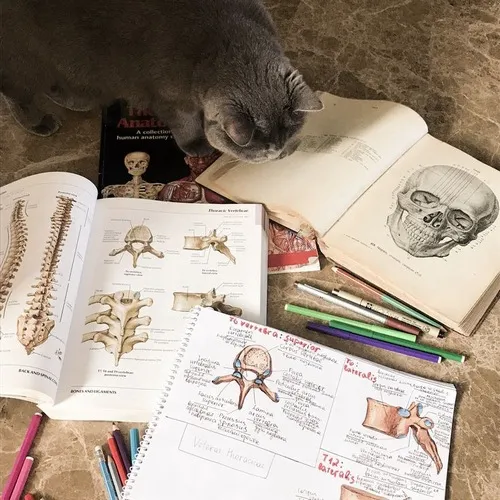 Ảnh mèo học hành dồn deadline khiến não bộ quay cuồng