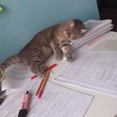 Hình chế meme mèo học dồn ôm giáo án