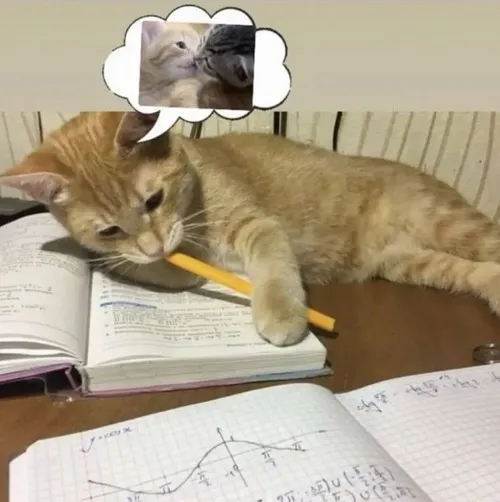 Meme mèo học lú người khi giáo án thay đổi phút cuối