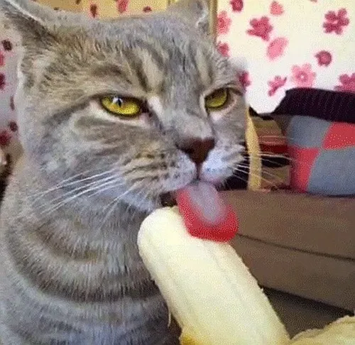 Mèo chạm lưỡi vào chuối rồi thở dài bất lực.