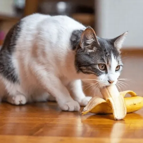 Mèo cắn chuối xong trợn mắt bất mãn nhẹ.