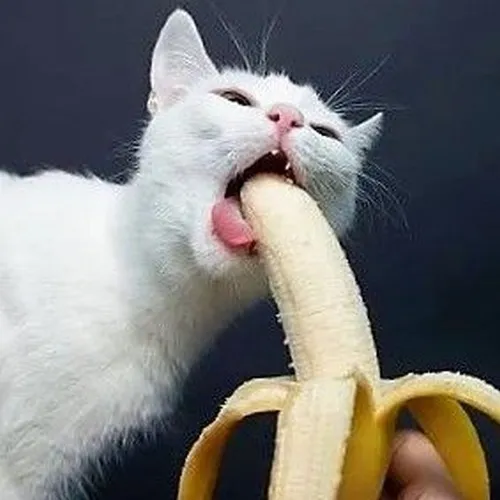 Bé mèo tò mò liếm chuối lần đầu đời.