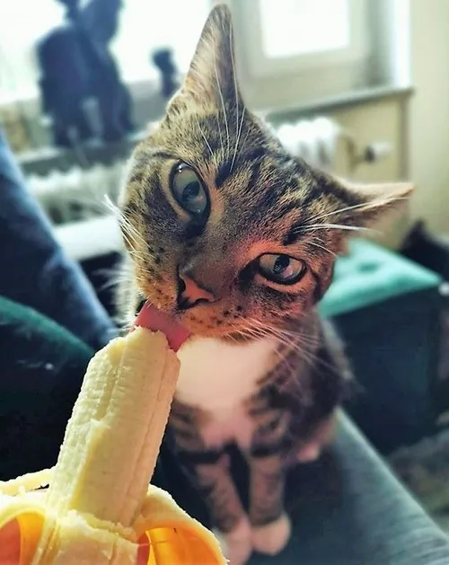 Mèo ôm trái chuối như kho báu khó hiểu.