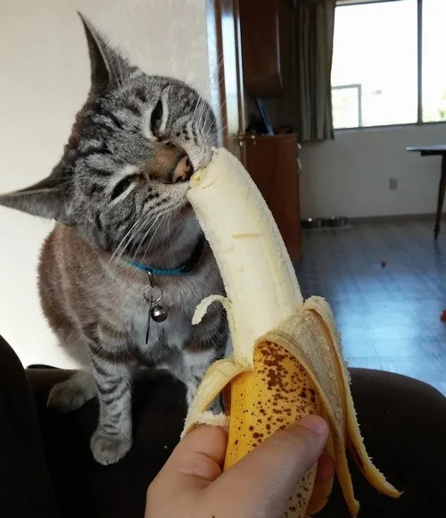 Mèo liếm chuối xong làm mặt ngỡ ngàng hài.