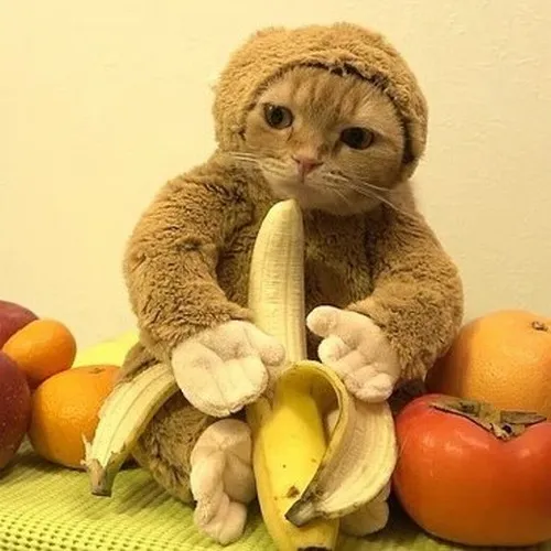 Mèo nhón môi nếm chuối như thử nghiệm khoa học.