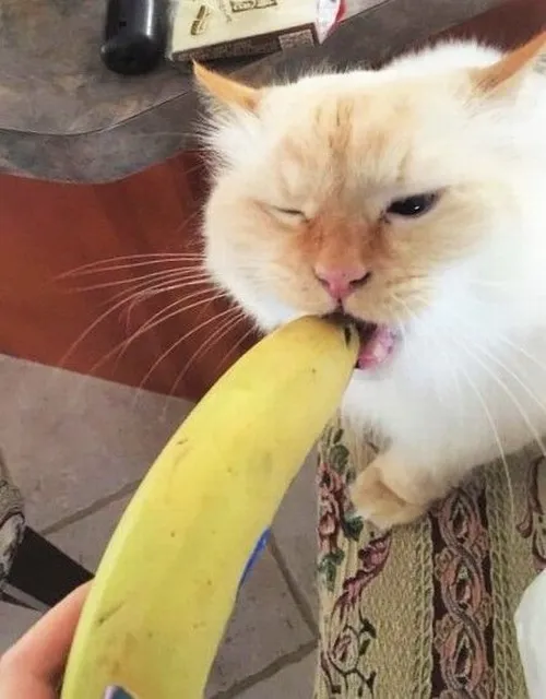 Mèo chạm mũi vào chuối rồi quay đi nhanh.