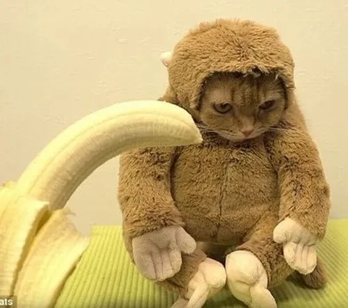 Bé mèo rụt rè gặm chuối với ánh mắt lo.