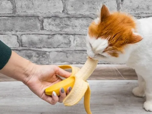 Bé mèo liếm chuối rồi đơ luôn tại chỗ.