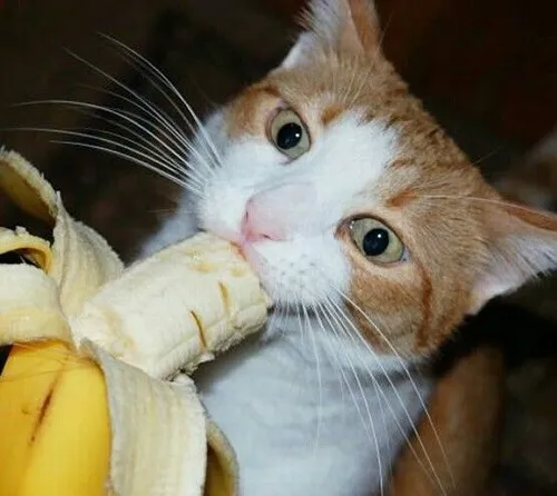 Mèo nhìn chuối như món ăn đầy rủi ro.