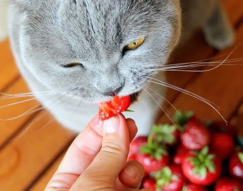 Khi biểu cảm mèo ăn trở thành meme hài khuấy đảo đoạn chat