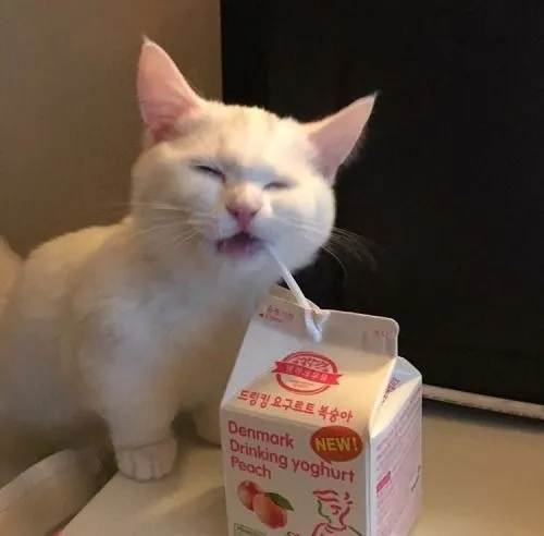 Hình troll mèo ăn ghi lại tiếng nhai rộp rộp khiến ai xem cũng nghiện