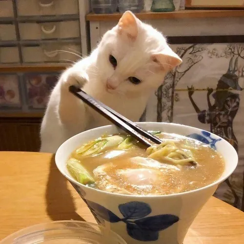 Meme chế mèo ăn thể hiện dáng chúi mũi ham đồ ăn nhìn phát buồn cười