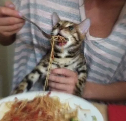 Ảnh chế mèo nhồm nhoàm diễn tả khoảnh khắc táp rộp rộp đầy hưng phấn