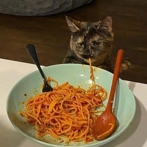 Hình meme mèo ăn giúp diễn tả dáng ham đồ ăn cực buồn cười