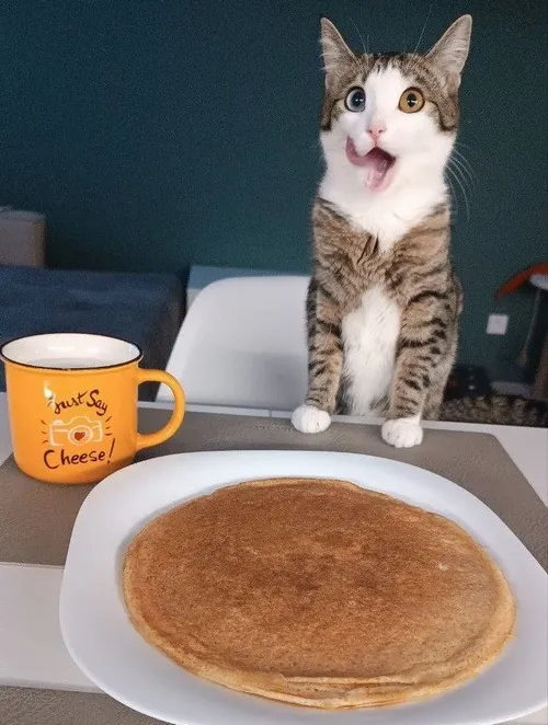 Bộ meme mèo ăn mô tả chuẩn vibe thèm đồ ăn bất chấp